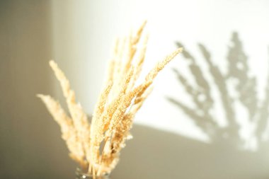 Minimal Stili Boş Duvar ile dekorasyon için kurumuş çiçekler. Yerli Gölge