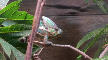 Yeşil bukalemun gözlerini dalda döndürür.