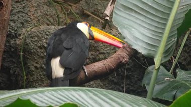 Kafasını eğen bir tukan dalda bir şey arıyor.