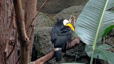 Sarı gagalı Tukan daldaki tüylerini temizliyor.