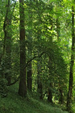 Yoğun ve yoğun yeşil renkli bir orman. Ağaçların yapraklarından ışık geçiyor. Doğa.