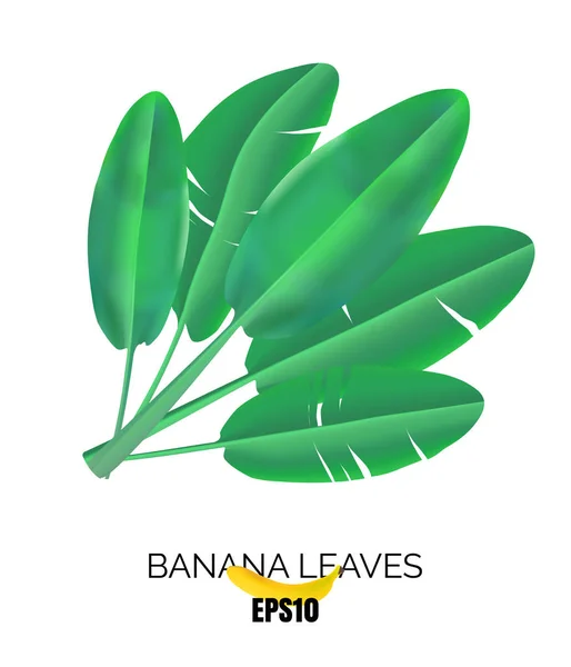 绿色热带棕榈叶图标 逼真的矢量香蕉叶3D 异国情调的丛林象征 — 图库矢量图片