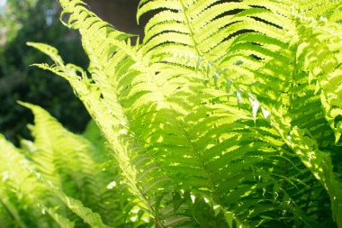 Genç yeşil eğreltiotu yaprakları tarafından güneş güzel yemyeşil doğal kaynak arka plan aydınlatılmış açık