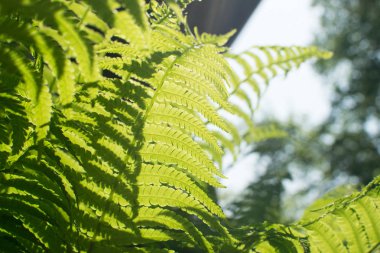 Genç yeşil eğreltiotu yaprakları tarafından güneş güzel yemyeşil doğal kaynak arka plan aydınlatılmış açık