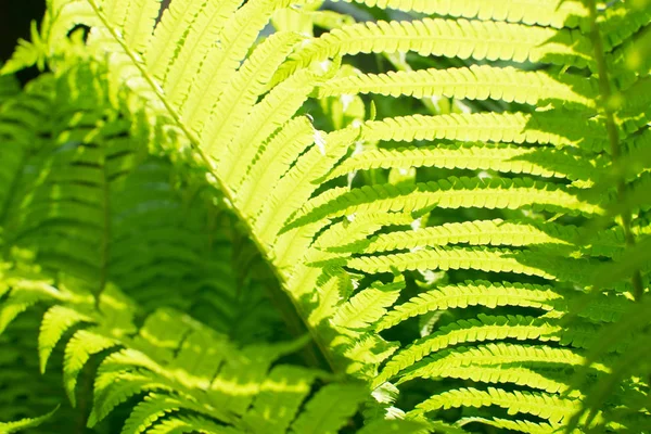 Genç yeşil eğreltiotu yaprakları tarafından güneş güzel yemyeşil doğal kaynak arka plan aydınlatılmış açık