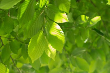 Genç yeşil ağaç yaprakları güneş güzel doğal kaynak arka tarafından aydınlatılan ışık