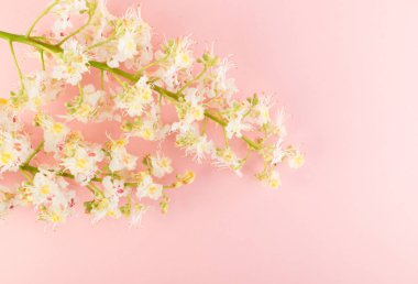 Güzel erken bahar bahçe çiçek çiçek açması ışık kestane çiçekler düz lay ve en iyi görünümü arka plan. Metin yer ile yaratıcı pastel kağıt kartı