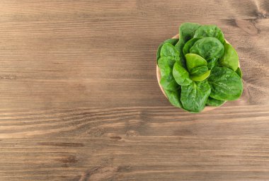 Taze yeşil bebek ıspanak veya Spinacia Oleracea yığını üstten görünüm bırakır. Metin için yer rustik ahşap zemin üzerine yeşil yapraklı sebze