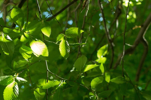 Jeune Feuilles Arbre Vert Clair Illuminées Par Soleil Beau Fond — Photo