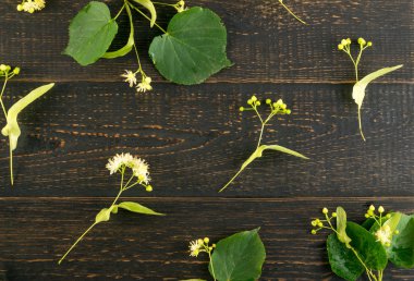 Ihlamur çiçek desen ahşap arka plan üzerinde. Güzel yaz Tilia ahşap masa doku üzerinde çırpı. Ihlamur çiçekleri üstten görünüm ve düz Lay
