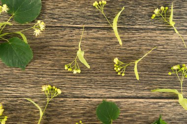 Ihlamur çiçek desen ahşap arka plan üzerinde. Güzel yaz Tilia ahşap masa doku üzerinde çırpı. Ihlamur çiçekleri üstten görünüm ve düz Lay