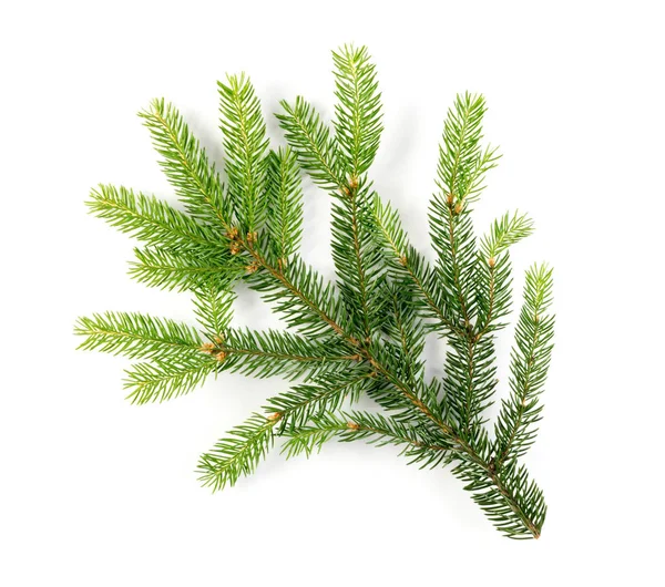 Beyaz arka plan üzerinde izole doğal yeşil çam dal. Köknar dalı üstten görünüm