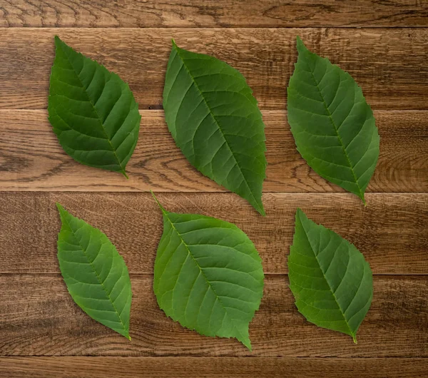 Detaylı yeşil yaprak üzerinde ahşap arka plan ayarlamak. Ağaç desen üstten görünüm ve düz lay yaprak