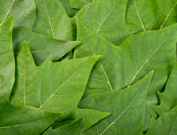 Verde Exuberante Fundo Natural Folhas Sicômoro Folhas Bordo Textura Folhagem — Fotografia de Stock