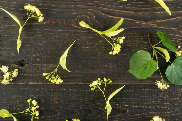 木製の背景にリンデンの花模様 木製のテーブルのテクスチャーに枝の美しい夏のシナノキシナノキの花上から見るとフラット レイアウト — ストック写真