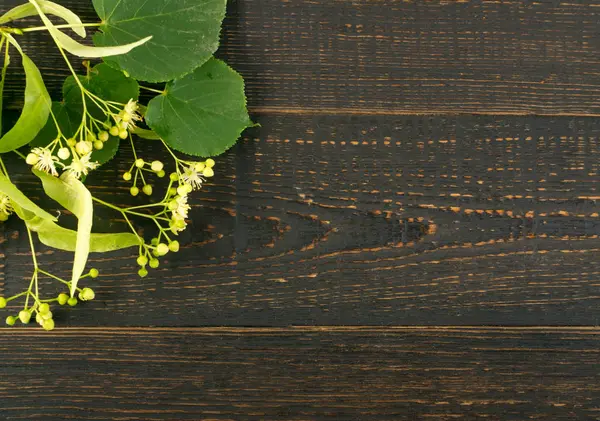 Ihlamur çiçek ahşap arka plan üzerinde. Güzel yaz buket ahşap masa doku üzerinde. Ihlamur çiçeği ile metin için yer