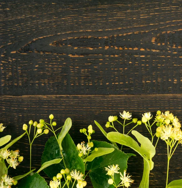 Linden Flowers Fundo Madeira Belo Buquê Verão Sobre Textura Mesa — Fotografia de Stock