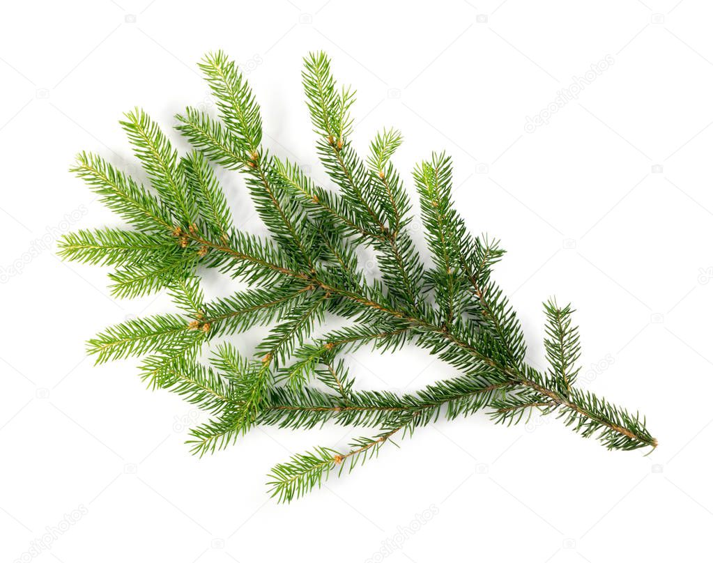 Natural Green Spruce Twig Isolated on White Background. Fir Branch Top View