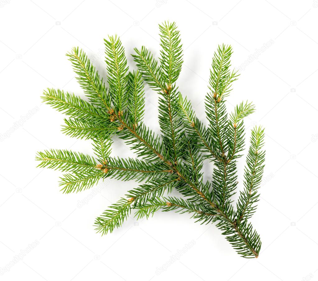 Natural Green Spruce Twig Isolated on White Background. Fir Branch Top View
