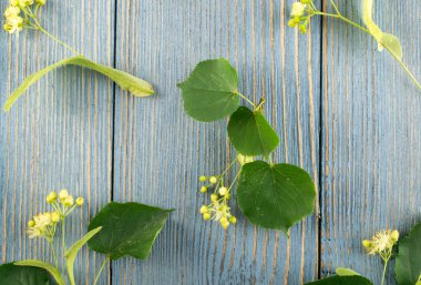 Ihlamur çiçek desen ahşap arka plan üzerinde. Güzel yaz Tilia ahşap masa doku üzerinde çırpı. Ihlamur çiçekleri üstten görünüm ve düz Lay