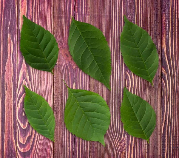 Detaylı yeşil yaprak üzerinde ahşap arka plan ayarlamak. Ağaç desen üstten görünüm ve düz lay yaprak