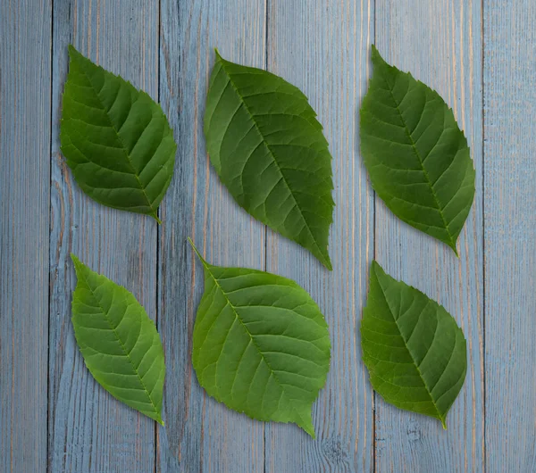 Hoja Verde Detallada Sobre Fondo Madera Árbol Hojas Patrón Vista — Foto de Stock