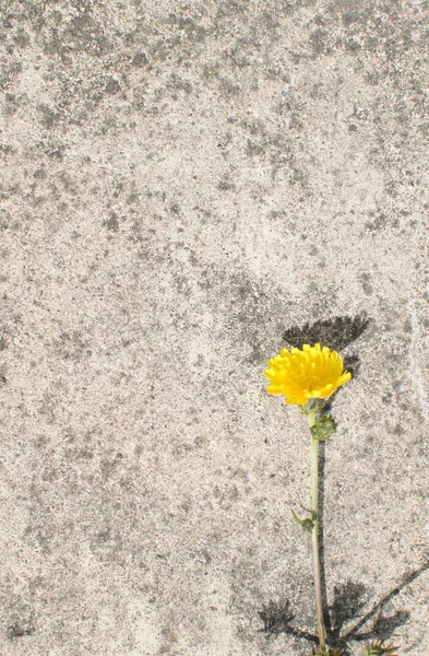 古い壁の近く成長している野生の黄色い花 自然なグランジ背景 — ストック写真