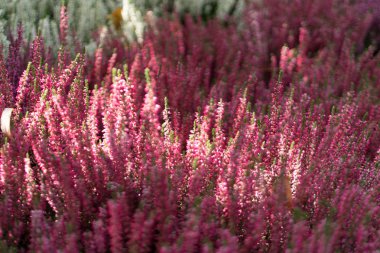 Heather bitki, erica çiçek veya bahçıvan heather ile sanatsal bulanık fotoğraf. Pastoral moorland desen Web sitesi arka plan veya tebrik kartı için güzel çiçek açan calluna çiçekli