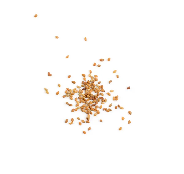 Alfalfa Seeds Medicago Aislado Sobre Fondo Blanco Vista Superior Pequeños — Foto de Stock