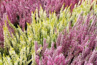 Heather bitki, erica çiçek veya bahçıvan heather ile sanatsal bulanık fotoğraf. Pastoral moorland desen Web sitesi arka plan veya tebrik kartı için güzel çiçek açan calluna çiçekli