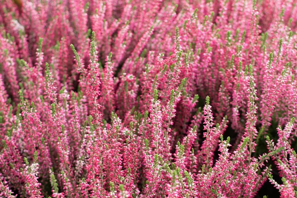 ヘザーの草花 エリカの花やヘザーの庭師と手際よくぼやけ写真は ホームページの壁紙やグリーティング カードのカルナ花が咲く美しいと牧歌的な荒れ地パターン — ストック写真