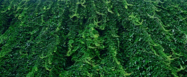 Lush Green Wall Hedera Helix Creeper Foliage Summer Day Ivy — Stock Photo, Image