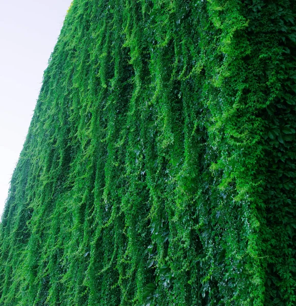 Exuberante Pared Verde Hedera Hélice Follaje Enredadera Día Verano Alfombra —  Fotos de Stock