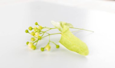 Beyaz arka plan üzerinde izole ıhlamur çiçek. Güzel ıhlamur çiçeği