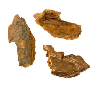 Çam ağacı kabuğu parçaları üzerinde beyaz izole. Ormanda doğa çip üstten görünüm kırık