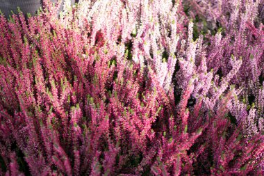 Heather bitki, erica çiçek veya bahçıvan heather ile sanatsal bulanık fotoğraf. Pastoral moorland desen Web sitesi arka plan veya tebrik kartı için güzel çiçek açan calluna çiçekli