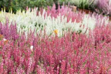 Heather bitki, erica çiçek veya bahçıvan heather ile sanatsal bulanık fotoğraf. Pastoral moorland desen Web sitesi arka plan veya tebrik kartı için güzel çiçek açan calluna çiçekli