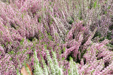 Heather bitki, erica çiçek veya bahçıvan heather ile sanatsal bulanık fotoğraf. Pastoral moorland desen Web sitesi arka plan veya tebrik kartı için güzel çiçek açan calluna çiçekli