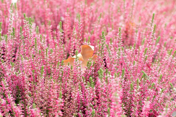 Foto Desfocada Artisticamente Com Planta Urze Florida Flor Erica Urze — Fotografia de Stock