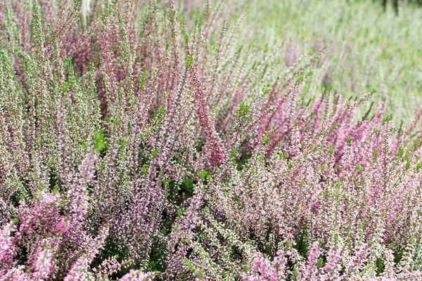 Artistically Blurred Photo Flowering Heather Plant Erica Flower Gardener Heather — Stock Photo, Image