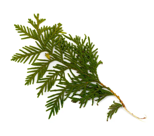 Sprig Thuja Plana Seca Isolado Fundo Branco Flat Lay Vista — Fotografia de Stock