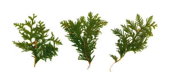 Dry Flat Thuja Sprig Isolated White Background Flat Lay Top — Stock Photo, Image