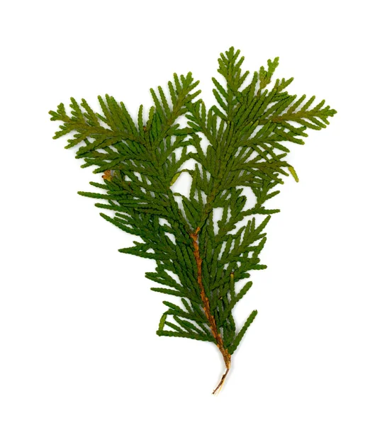 Dry Flat Thuja Sprig Isolated White Background Flat Lay Top — Stock Photo, Image