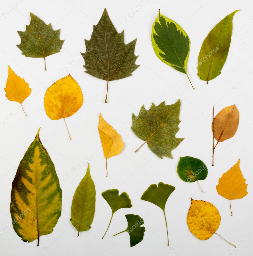 Set of dry leaves isolated on white background flat lay and top view. Studio photo of yellow and green autumn leaf collection