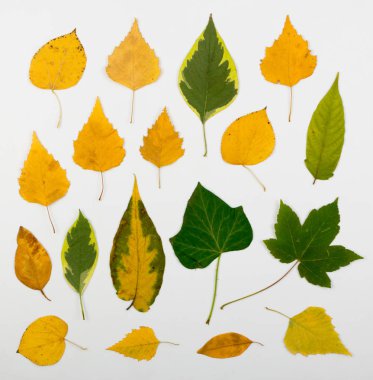 Beyaz arkaplan düzlüğü ve üst görünümde izole edilmiş kuru yapraklar. Sarı ve yeşil sonbahar yaprak koleksiyonunun stüdyo fotoğrafı