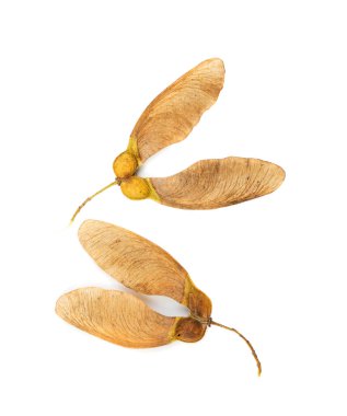 Dry maple tree seeds isolated on white background. Brown dried sycamore seeds top view clipart