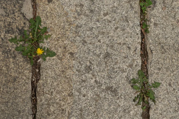 灰色の古い舗装トップビューまたは花崗岩の石畳の道 古代のレンガの石畳の床や大きな石と花崗岩のタイルの通り — ストック写真