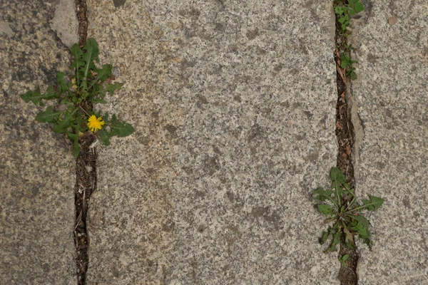 Grey Old Pavement Top View Granito Cobblestone Road Antiga Tijolo — Fotografia de Stock