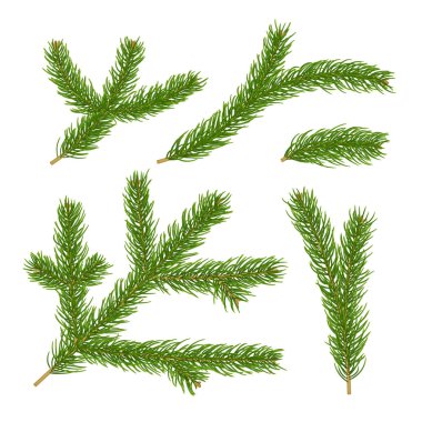 Gerçekçi 3d köknar beyaz arka plan üzerinde izole koleksiyonu dalları. Vektör çizim Noel ağacı dalı veya Ladin twigs üstten görünüm