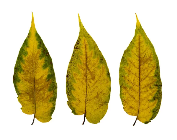 배경에 잎들이 Studio Photo Yellow Green Autumn Leaf Collection — 스톡 사진